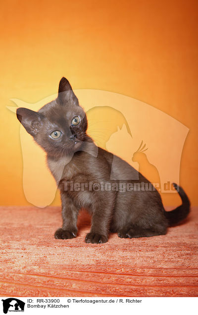 Bombay Ktzchen / bombay kitten / RR-33900