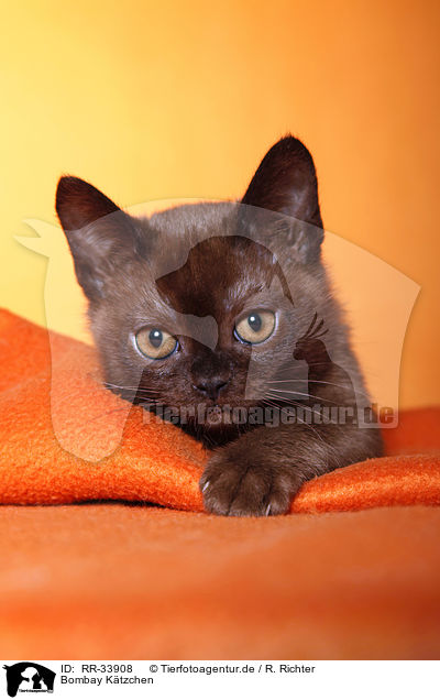 Bombay Ktzchen / bombay kitten / RR-33908