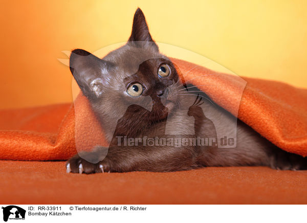 Bombay K�tzchen / RR-33911