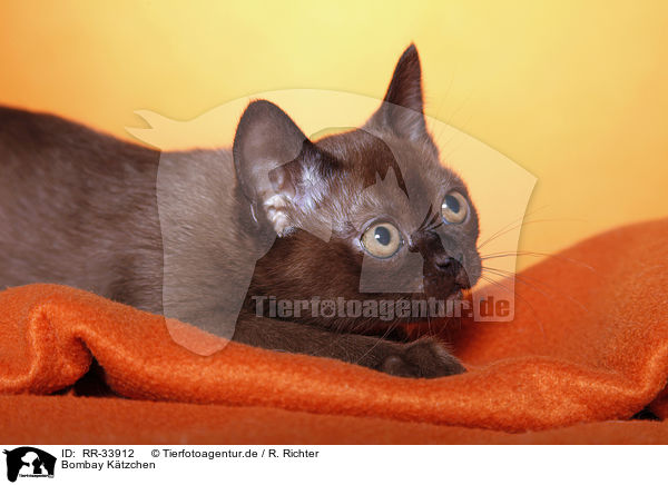 Bombay Ktzchen / bombay kitten / RR-33912