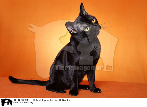 sitzende Bombay / RR-33914