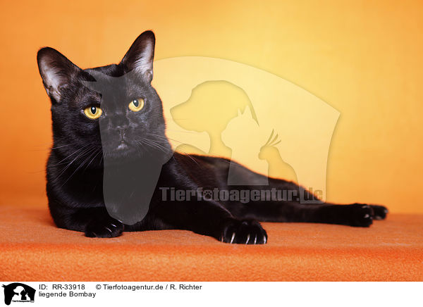 liegende Bombay / RR-33918