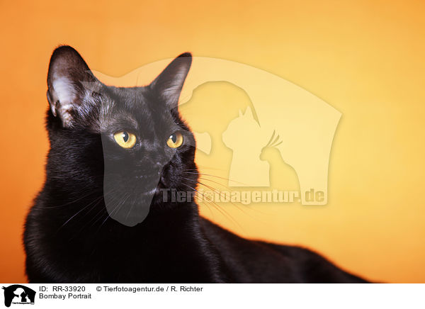 Bombay Portrait / Bombay Portrait / RR-33920