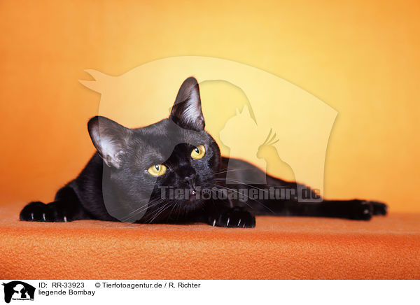 liegende Bombay / RR-33923