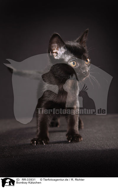 Bombay Ktzchen / bombay kitten / RR-33931