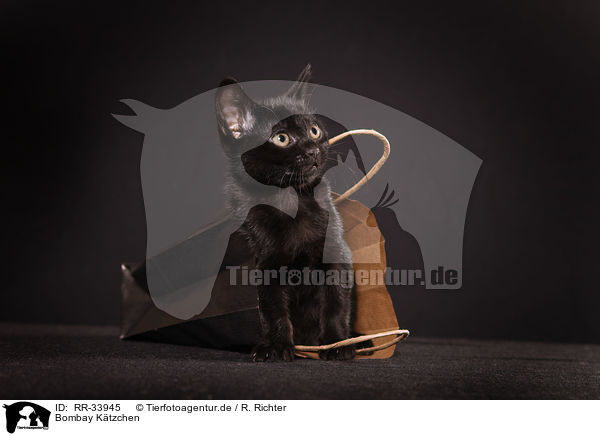 Bombay Ktzchen / bombay kitten / RR-33945