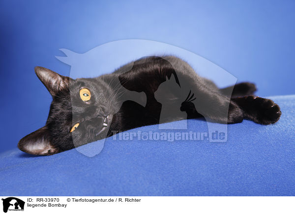 liegende Bombay / lying Bombay cat / RR-33970