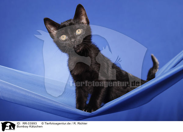 Bombay Ktzchen / RR-33993