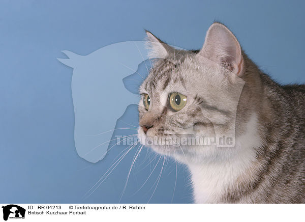 Britisch Kurzhaar Portrait / british shorthair portrait / RR-04213