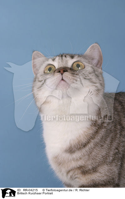 Britisch Kurzhaar Portrait / british shorthair portrait / RR-04215