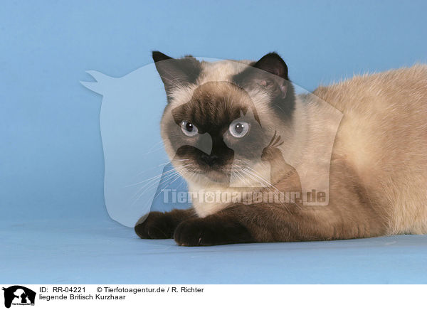 liegende Britisch Kurzhaar / lying british shorthair / RR-04221