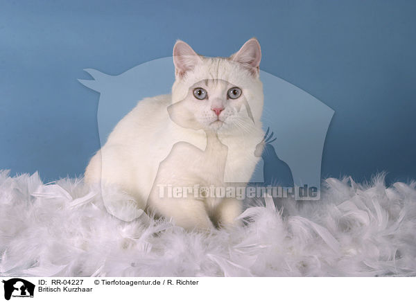 Britisch Kurzhaar / british shorthair / RR-04227