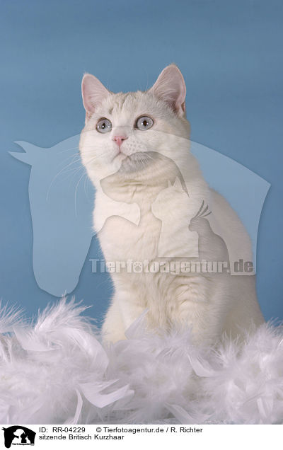 sitzende Britisch Kurzhaar / sitting british shorthair / RR-04229