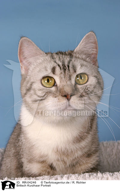 Britisch Kurzhaar Portrait / RR-04246