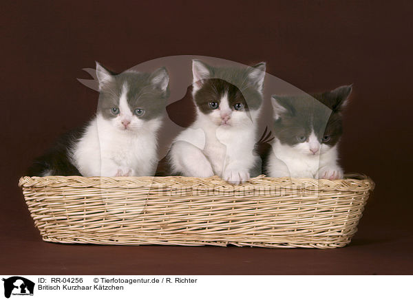 Britisch Kurzhaar Ktzchen / british shorthair kitten / RR-04256