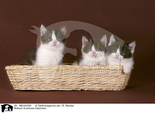 Britisch Kurzhaar Ktzchen / british shorthair kitten / RR-04258