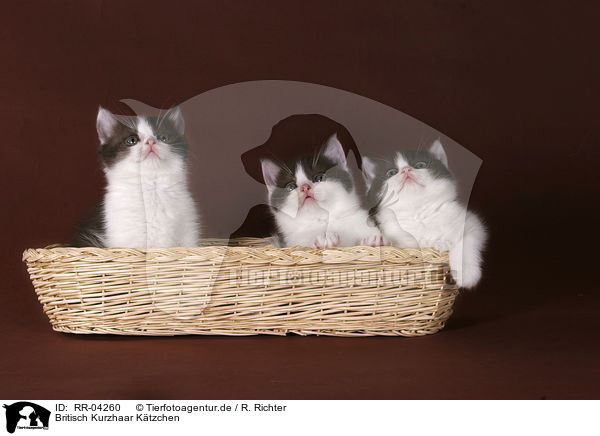 Britisch Kurzhaar Ktzchen / british shorthair kitten / RR-04260