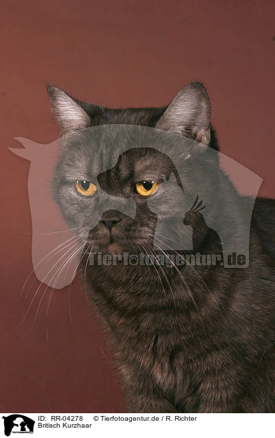 Britisch Kurzhaar / British Shorthair Portrait / RR-04278