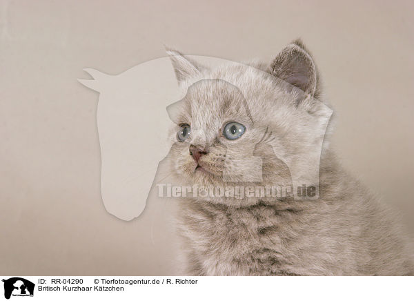 Britisch Kurzhaar Ktzchen / british shorthair kitty / RR-04290