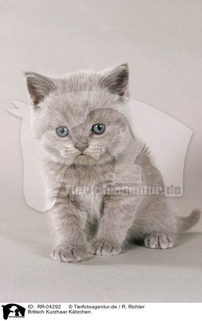 Britisch Kurzhaar Ktzchen / british shorthair kitty / RR-04292