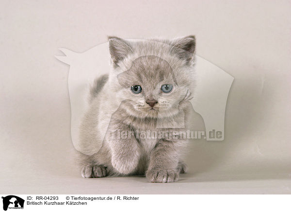 Britisch Kurzhaar Ktzchen / british shorthair kitty / RR-04293