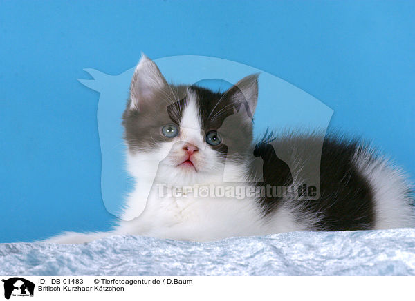 Britisch Kurzhaar Ktzchen / british shorthair kitten / DB-01483