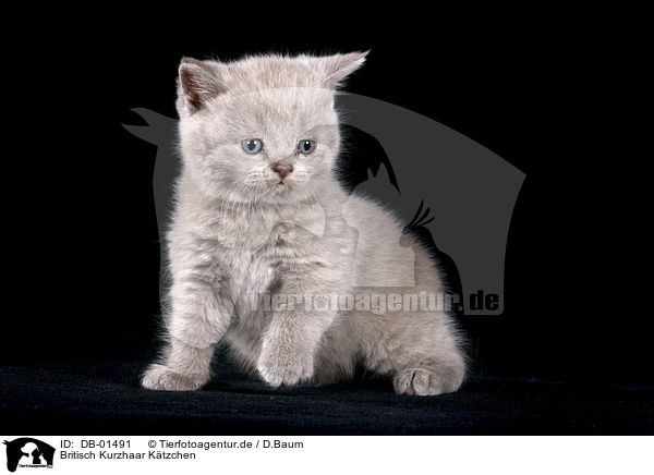 Britisch Kurzhaar Ktzchen / british shorthair kitten / DB-01491