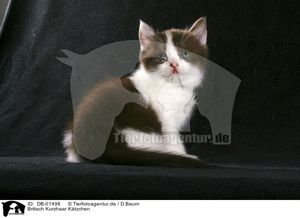 Britisch Kurzhaar Ktzchen / british shorthair kitten / DB-01498