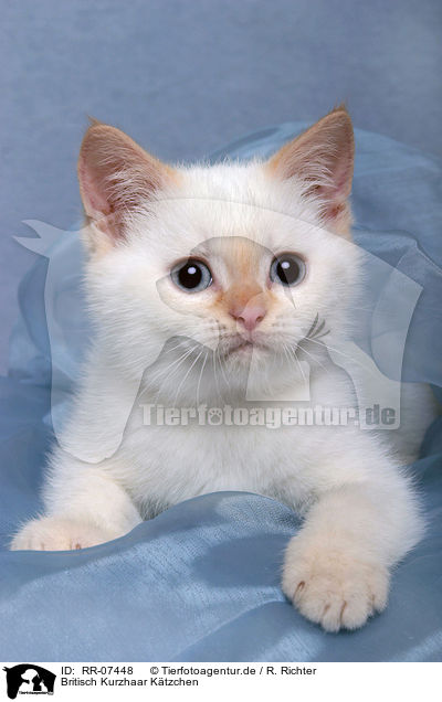 Britisch Kurzhaar Ktzchen / British Shorthair Kitten / RR-07448