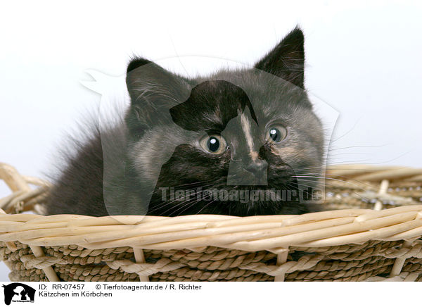 Ktzchen im Krbchen / kitten in a basket / RR-07457