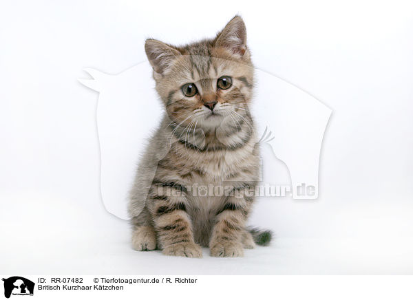 Britisch Kurzhaar Ktzchen / British Shorthair Kitten / RR-07482