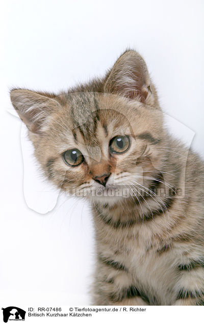 Britisch Kurzhaar Ktzchen / British Shorthair Kitten / RR-07486