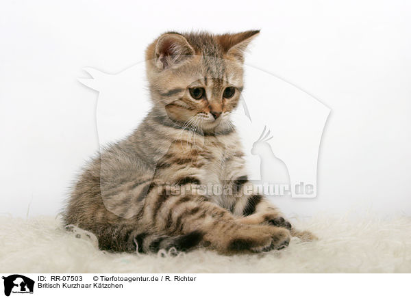 Britisch Kurzhaar Ktzchen / British Shorthair Kitten / RR-07503