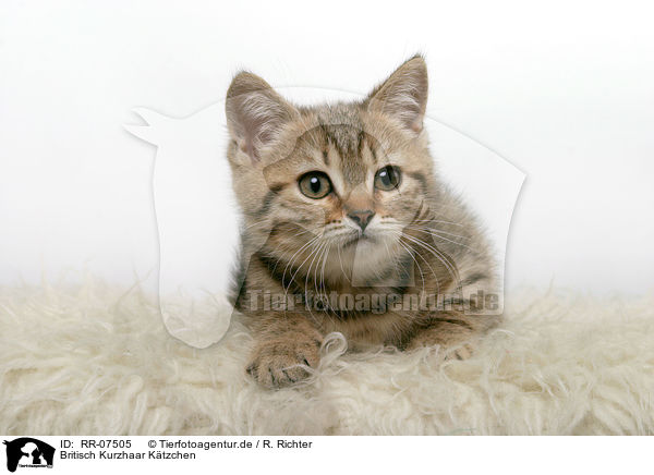 Britisch Kurzhaar Ktzchen / British Shorthair Kitten / RR-07505