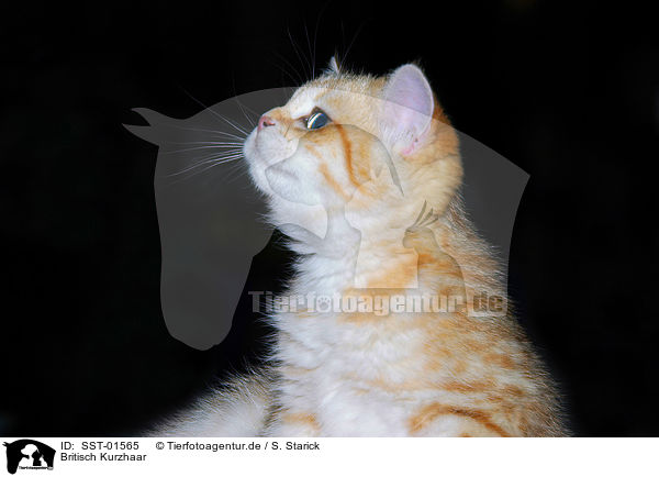 Britisch Kurzhaar / british shorthair / SST-01565