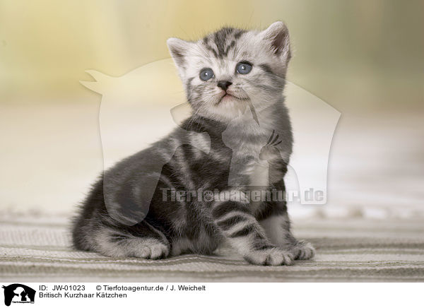 Britisch Kurzhaar Ktzchen / British Shorthair Kitten / JW-01023