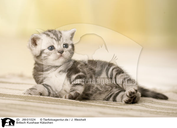 Britisch Kurzhaar Ktzchen / British Shorthair Kitten / JW-01024