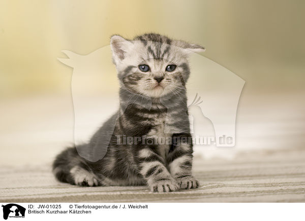Britisch Kurzhaar Ktzchen / British Shorthair Kitten / JW-01025