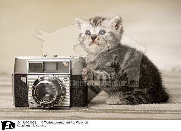 Ktzchen mit Kamera / kitten with camera / JW-01028