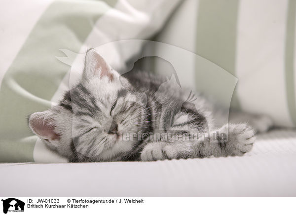 Britisch Kurzhaar Ktzchen / British Shorthair Kitten / JW-01033