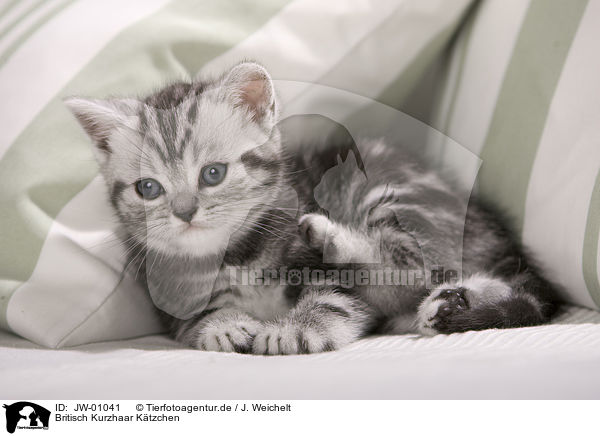 Britisch Kurzhaar Ktzchen / British Shorthair Kitten / JW-01041