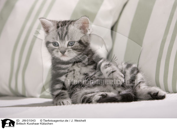 Britisch Kurzhaar Ktzchen / British Shorthair Kitten / JW-01043
