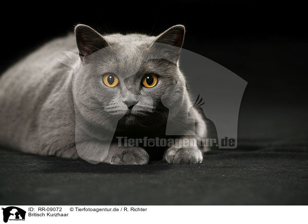 Britisch Kurzhaar / British Shorthair / RR-09072