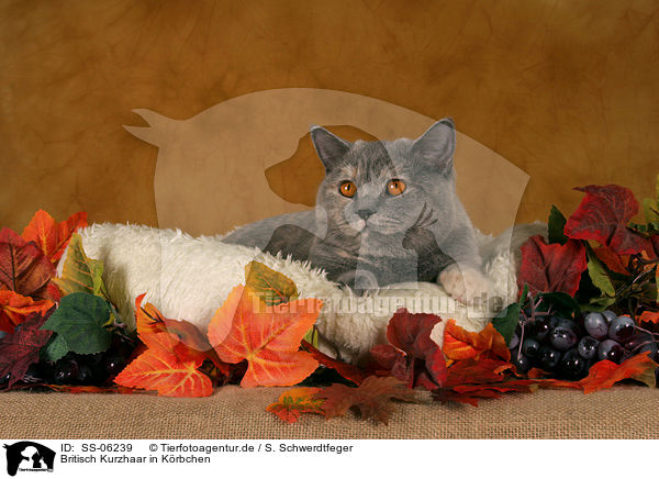 Britisch Kurzhaar in Krbchen / British Shorthair in catbed / SS-06239