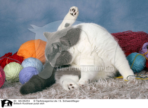 Britisch Kurzhaar putzt sich / British Shorthair is cleaning itself / SS-06253