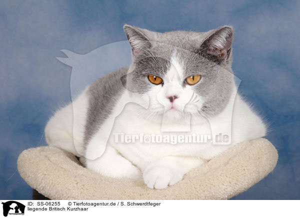 liegende Britisch Kurzhaar / lying British Shorthair / SS-06255