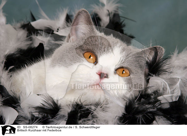 Britisch Kurzhaar mit Federboa / British Shorthair with feather boa / SS-06274