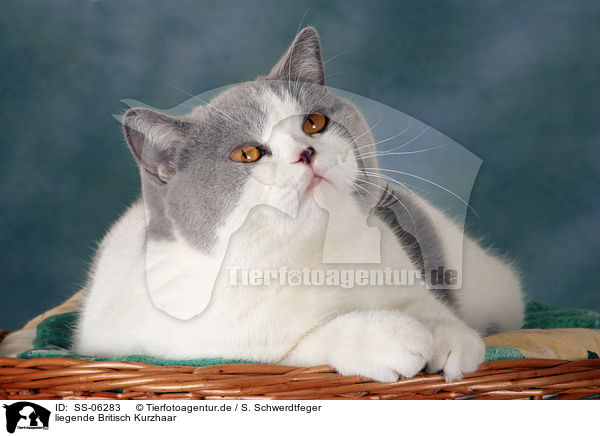 liegende Britisch Kurzhaar / lying British Shorthair / SS-06283