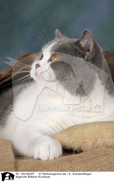 liegende Britisch Kurzhaar / lying British Shorthair / SS-06297