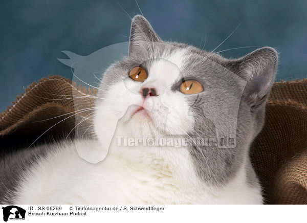 Britisch Kurzhaar Portrait / British Shorthair Portrait / SS-06299